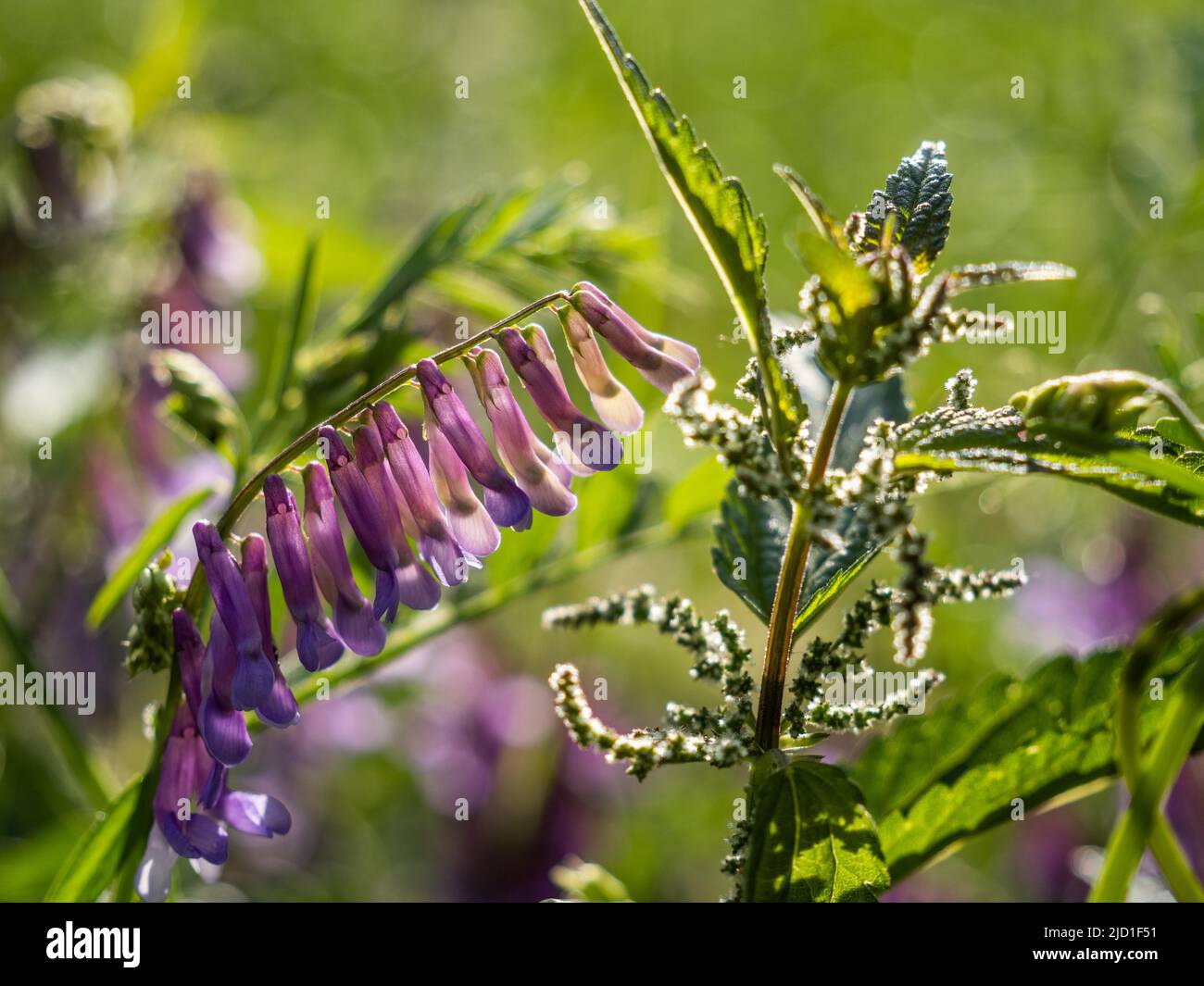 Tufted vetch (Vicia cracca), St. Peter Freienstein, Styria, Austria Stock Photo