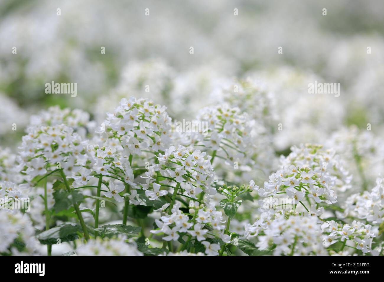 Arabis alpina, mountain rockcress or alpine rock cress. White arabis caucasica flowers growing in the forest. Floral background. Gardening Stock Photo