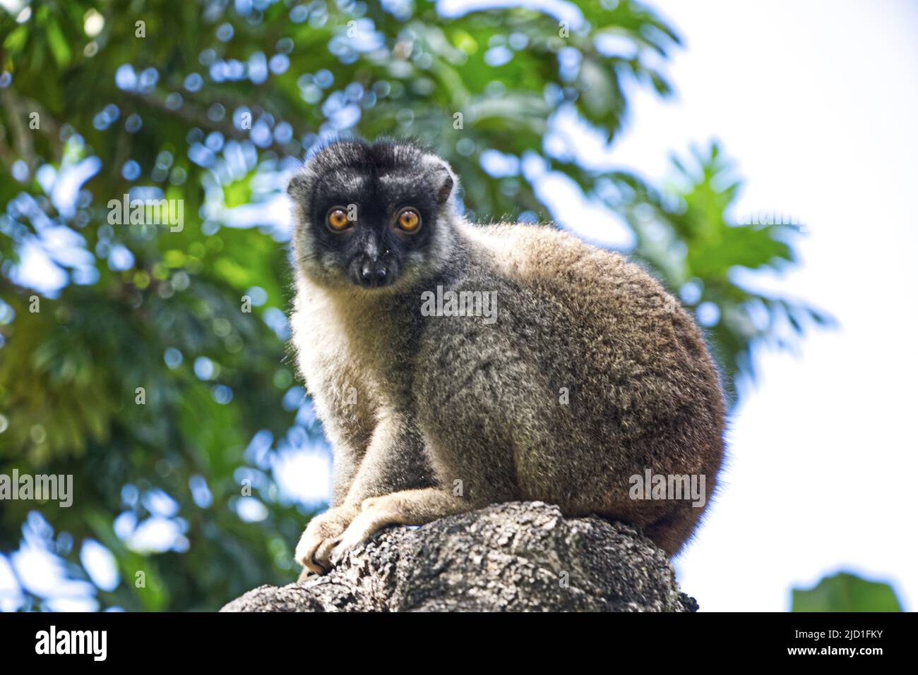 Lemurs photo session Nosy Be, Madagascar Stock Photo