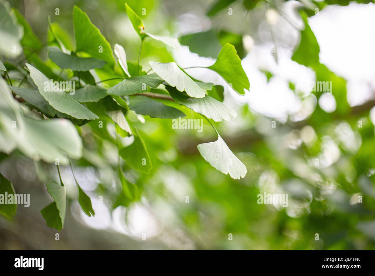 Ginkgo tree (Ginkgo biloba), also known as the ginkgo or gingko outside