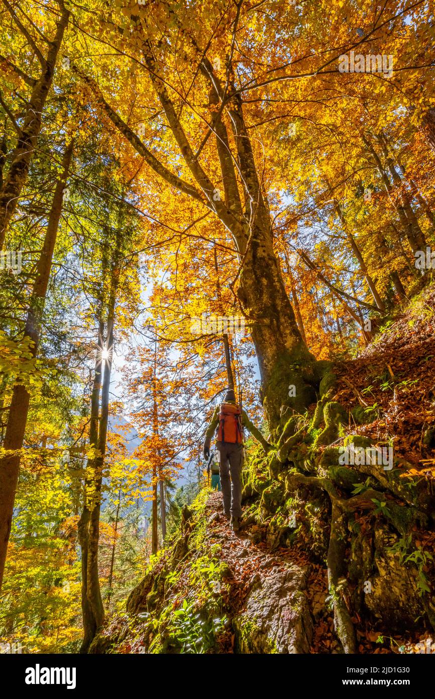 Hiking trail forest autumn hi-res stock photography and images - Alamy