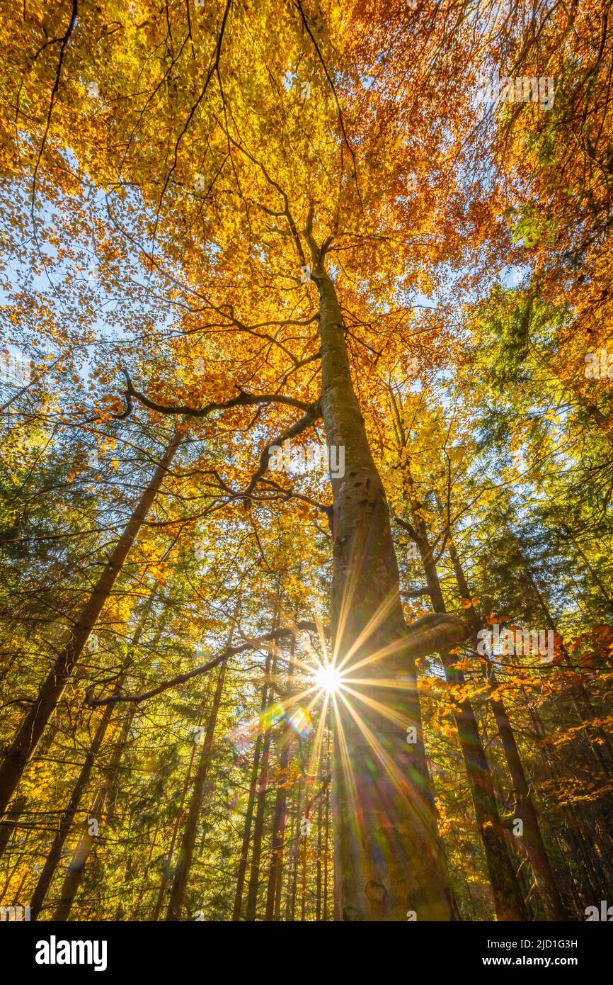 Yellow beech tree, mixed forest in autumn, near Scharnitz, Bavaria, Germany Stock Photo