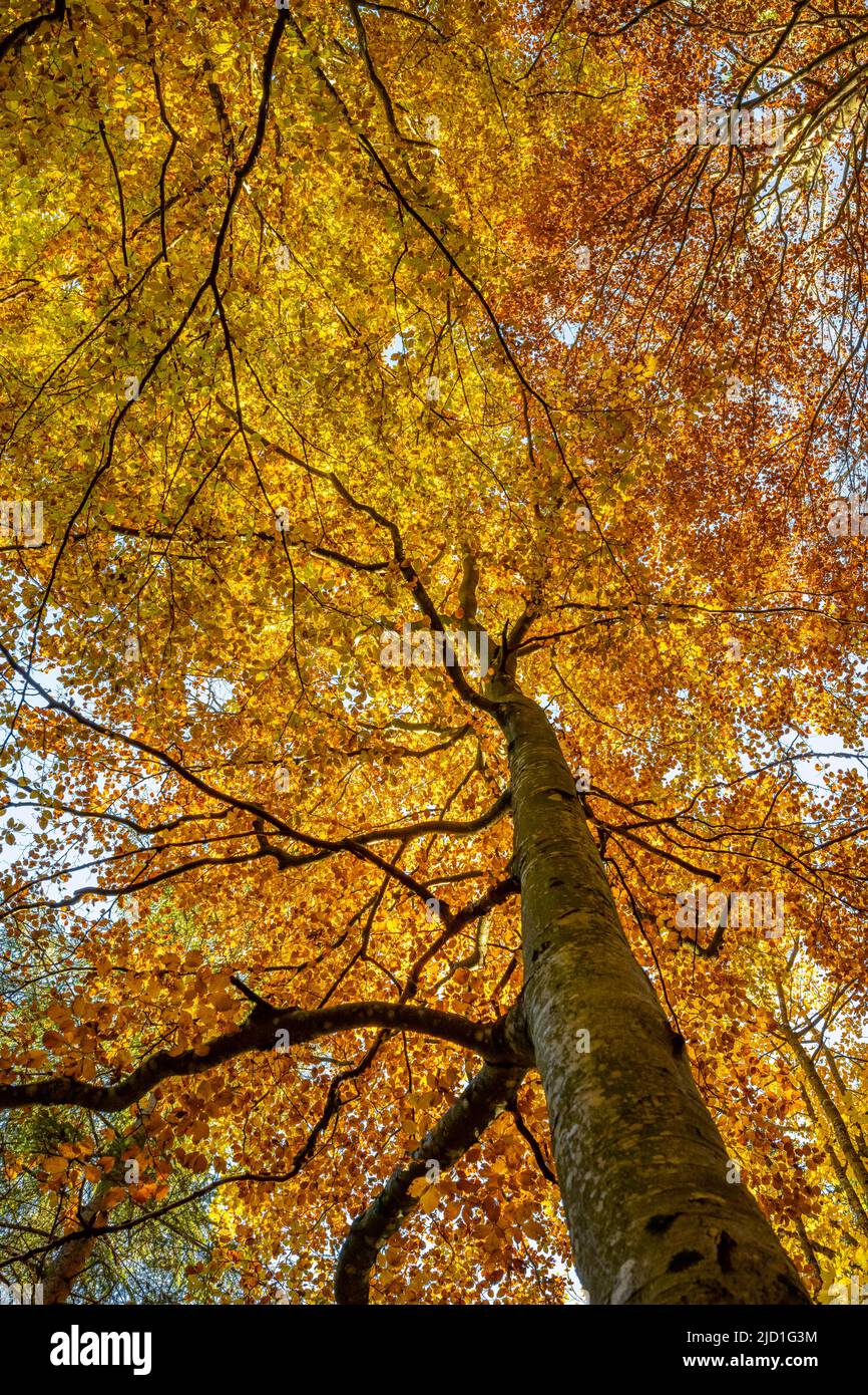 Yellow beech tree, mixed forest in autumn, near Scharnitz, Bavaria, Germany Stock Photo