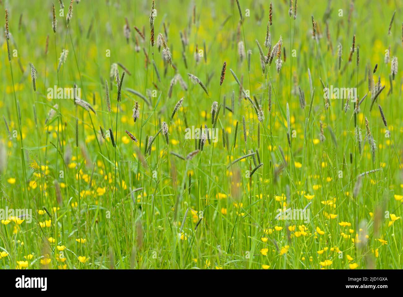 Meadow with buttercup (Ranunculus) and sweet grass meadow foxtail (Alopecurus pratensis), Allgaeu Alps, Allgaeu, Bavaria, Germany Stock Photo