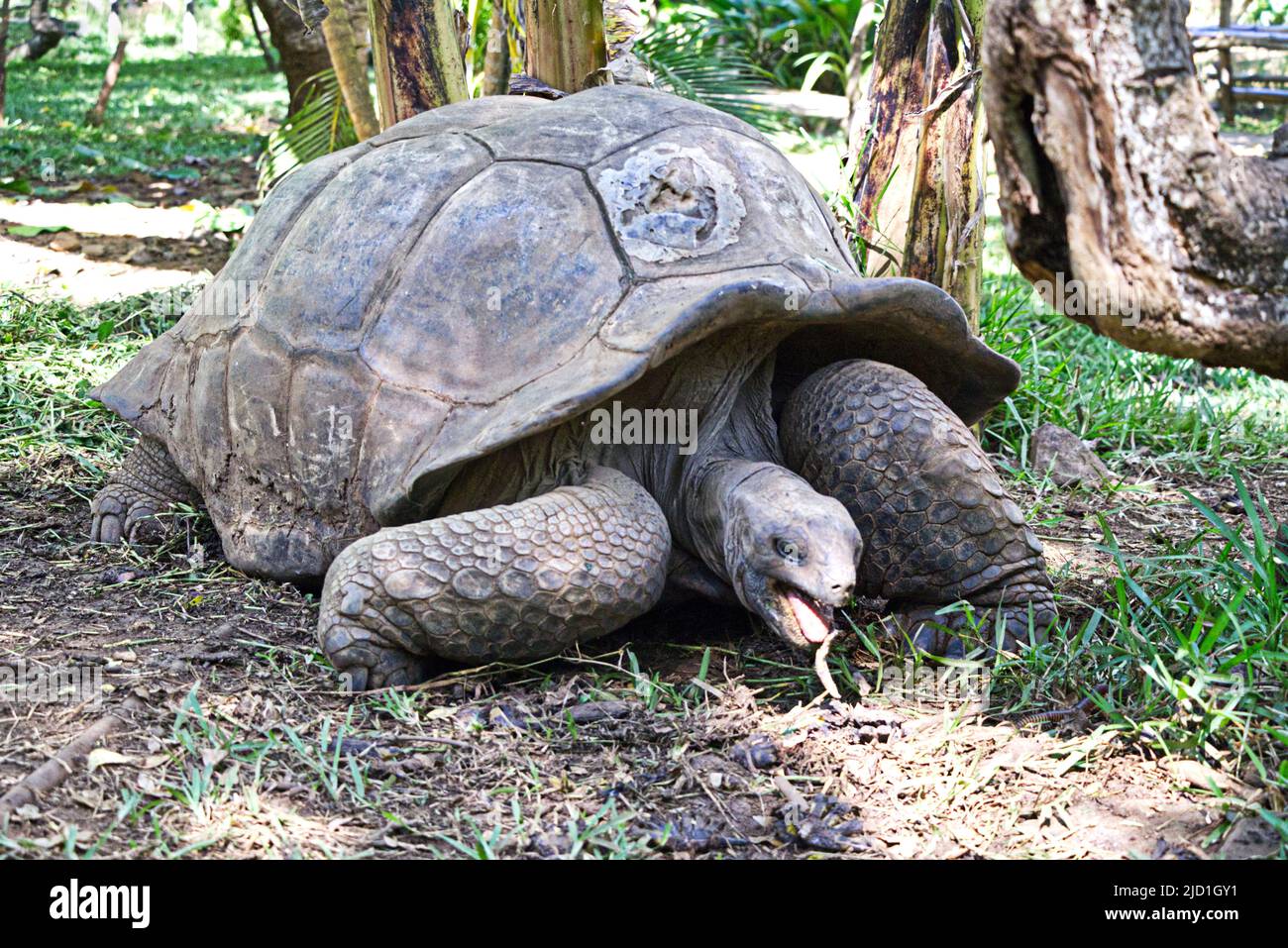 Riesenschildkröte beim fressen Stock Photo