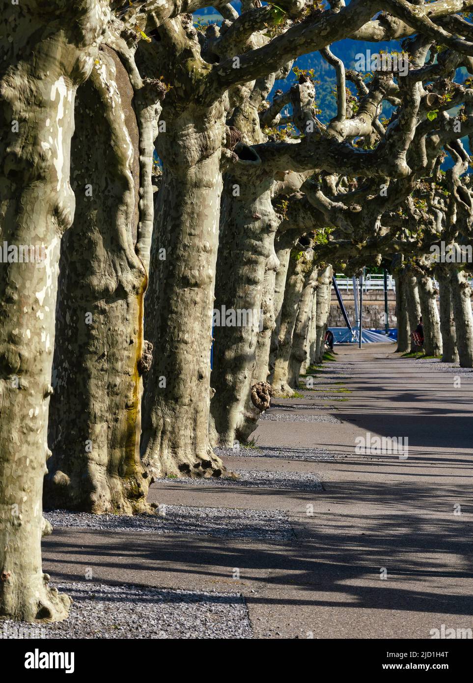 Chestnut trees (castanea), standing in a row, Rapperswill harbour, Switzerland Stock Photo