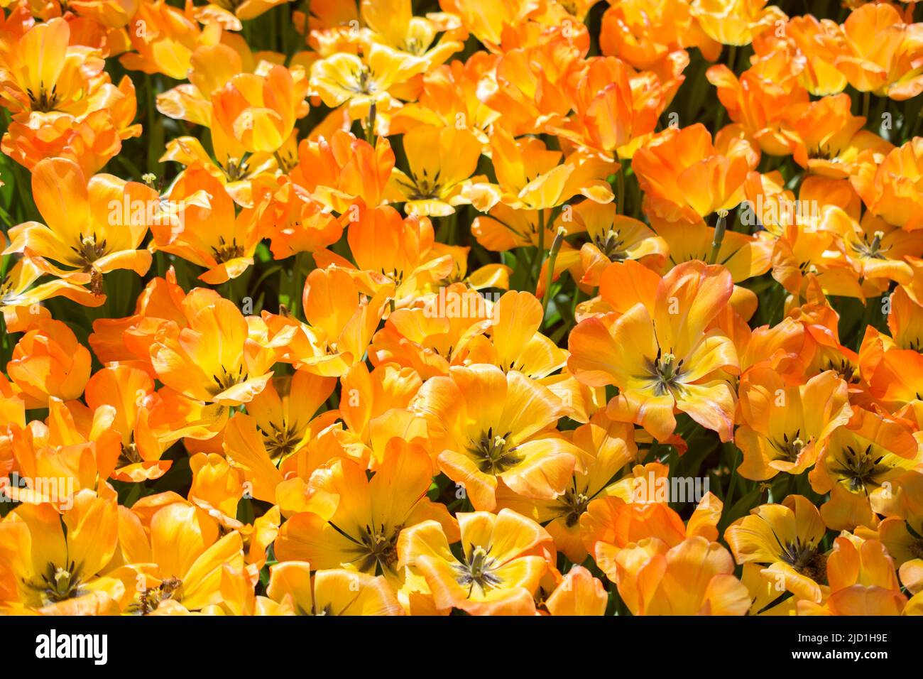 Blooming colorful tulip flowers in garden as floral background Stock ...