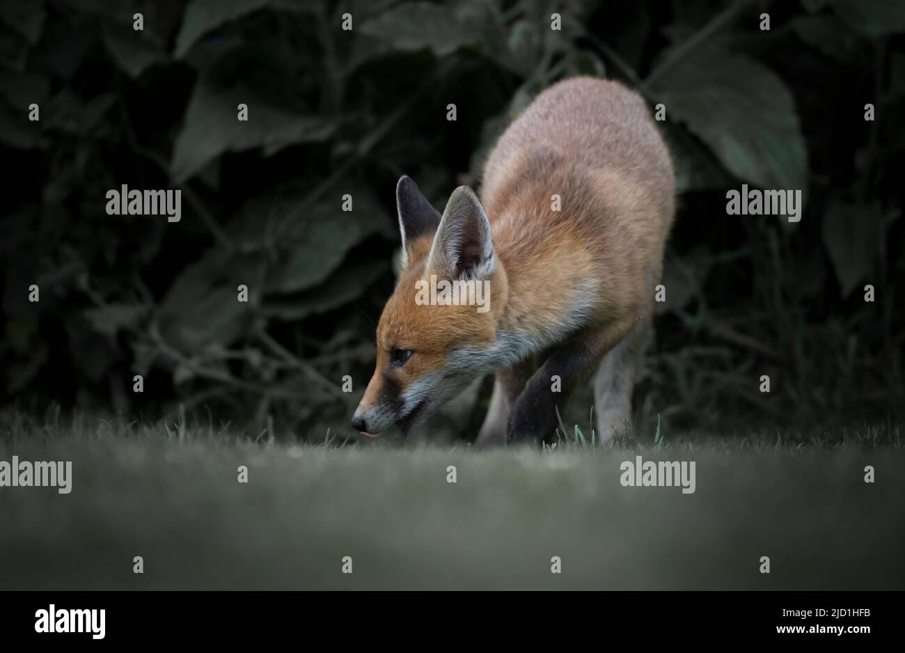 A wild Red Fox (Vulpes vulpes) on the edge of undergrowth, Warwickshire Stock Photo