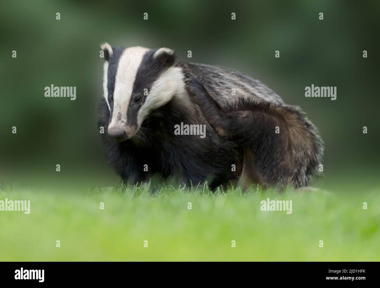 A wild adult Badger (Meles meles) having a early evening scratch, Warwickshire Stock Photo