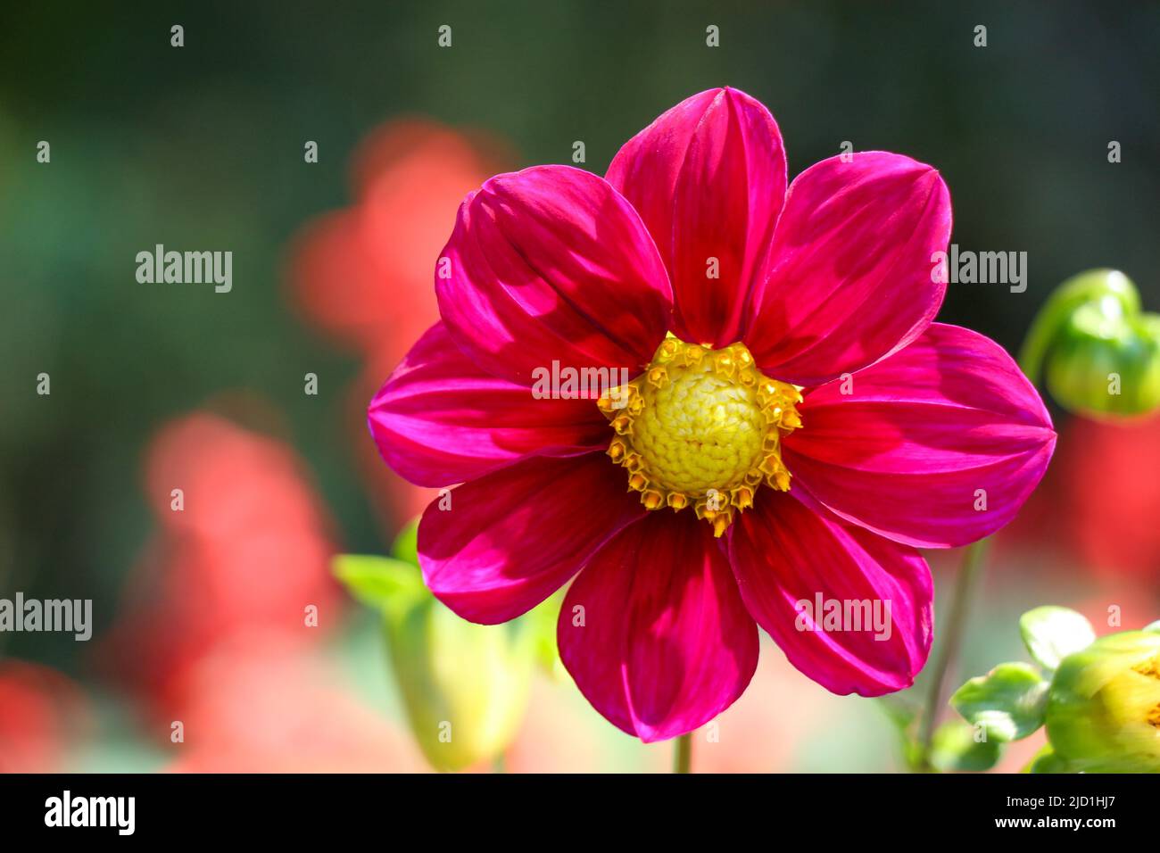 Beautiful fresh flowers in nature background Stock Photo Alamy