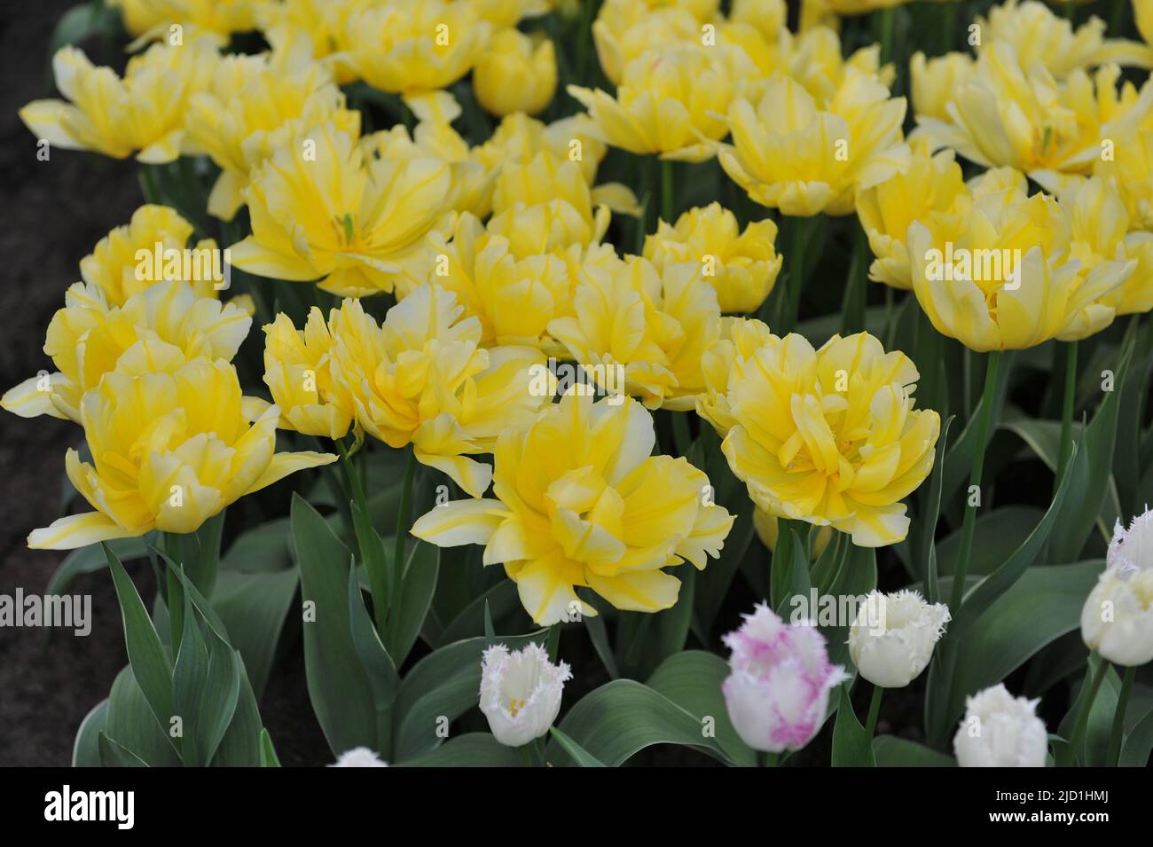 Yellow Double Early tulips (Tulipa) No Risk with variegated leaves bloom in a garden in March Stock Photo