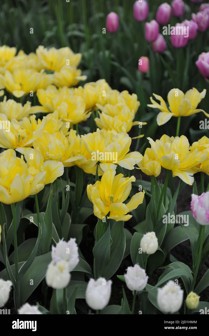 Yellow Double Early tulips (Tulipa) No Risk with variegated leaves bloom in a garden in March Stock Photo