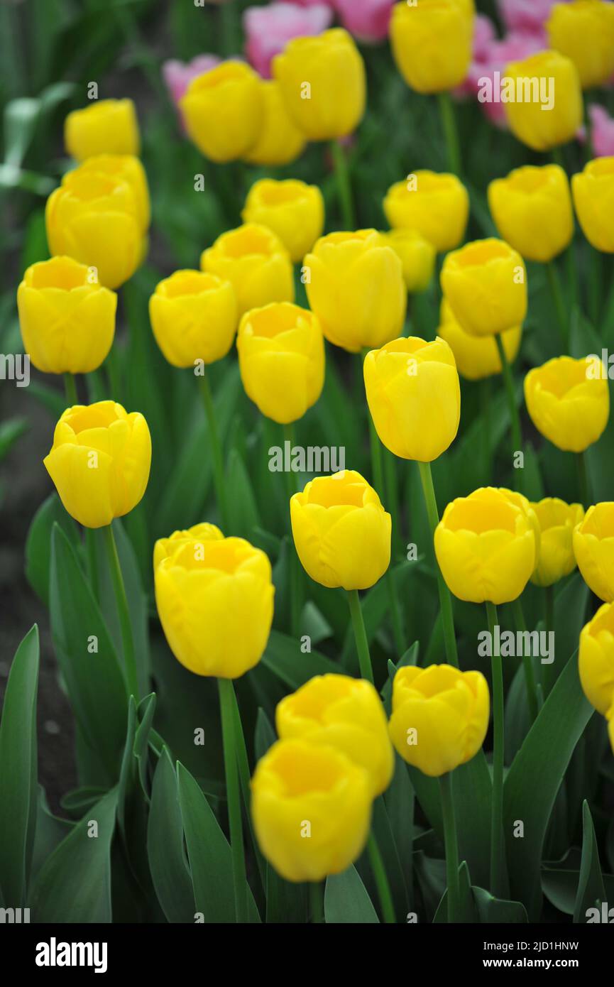 Yellow Darwin Hybrid tulips (Tulipa) Novi Sun bloom in a garden in
