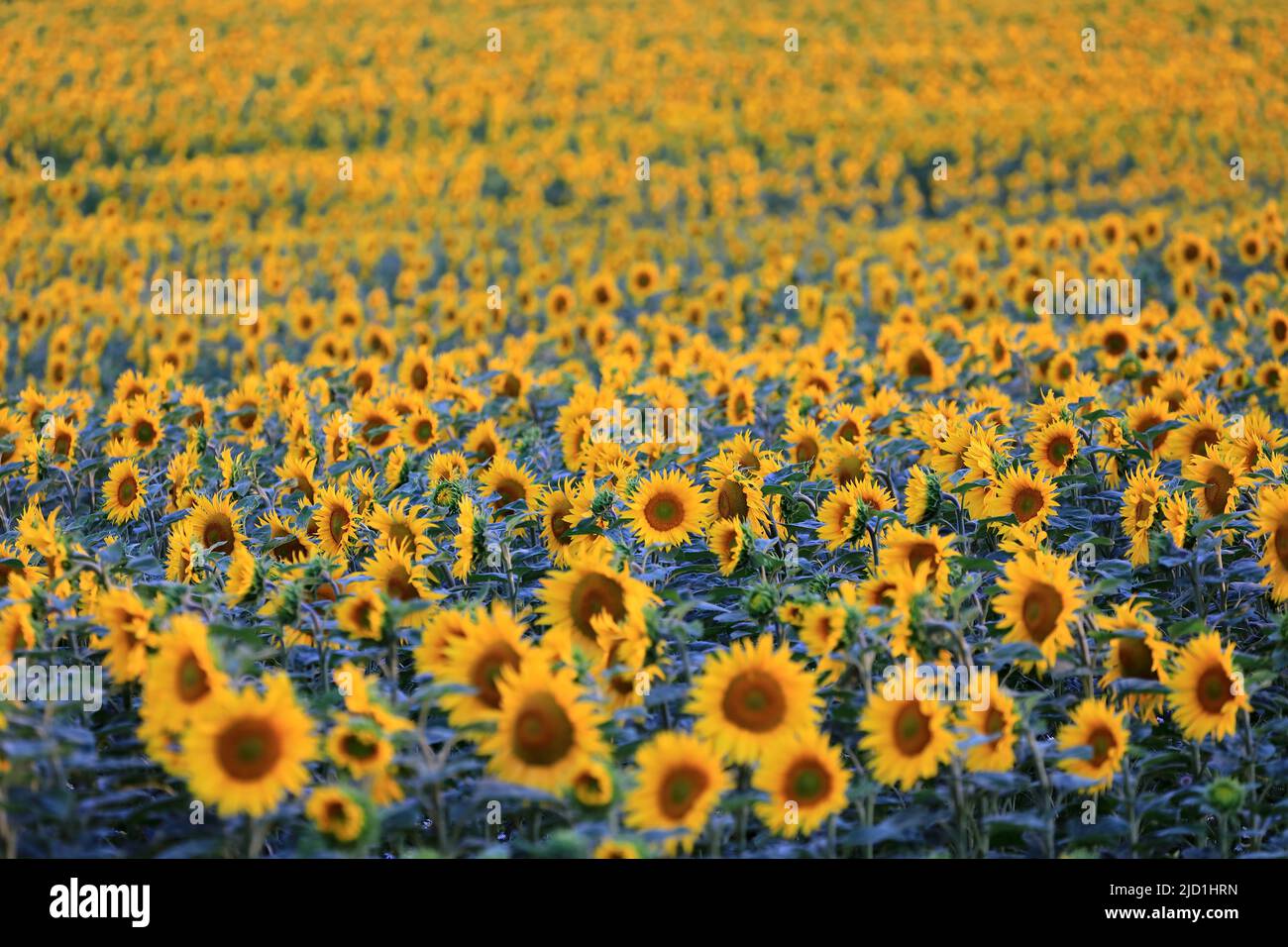 Sunflower (Helianthus annuus), agricultural plant, crop, flower, field
