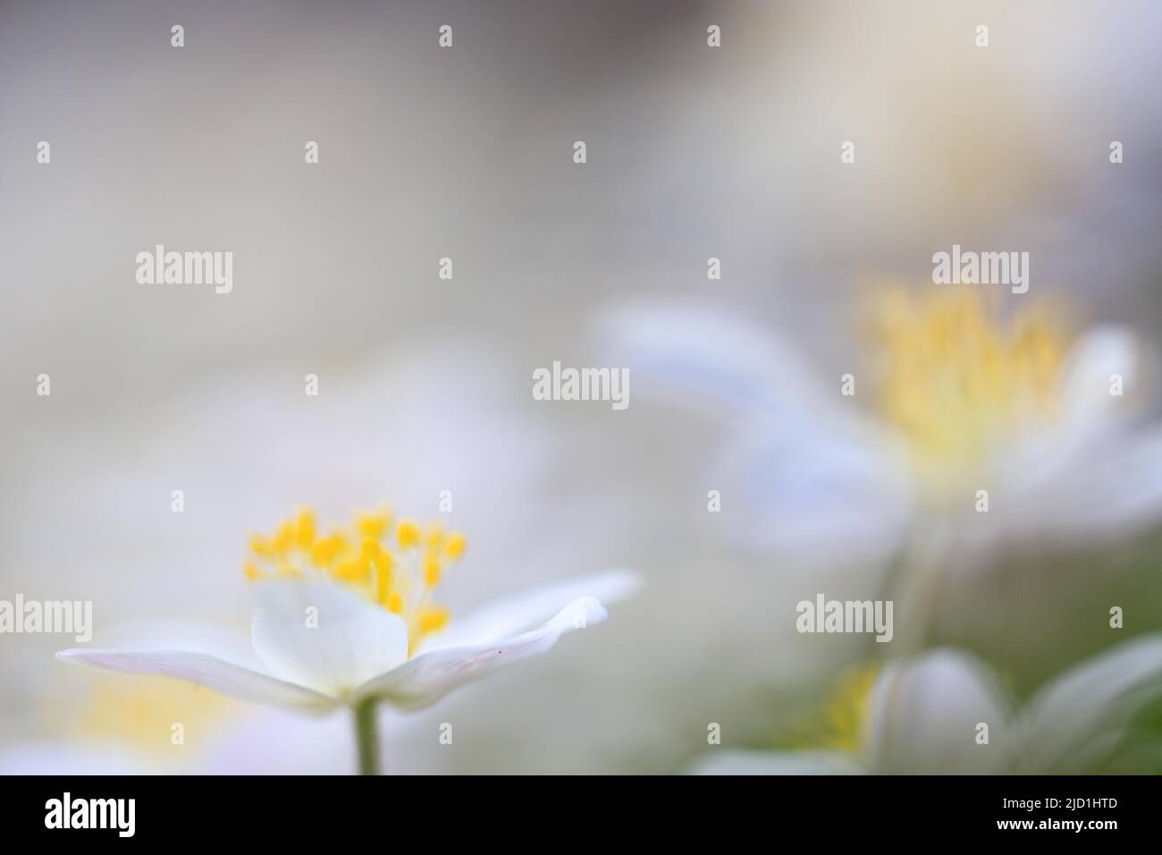 Wood anemone (Anemone nemorosa), Ranunculaceae, flower, spring, edge of