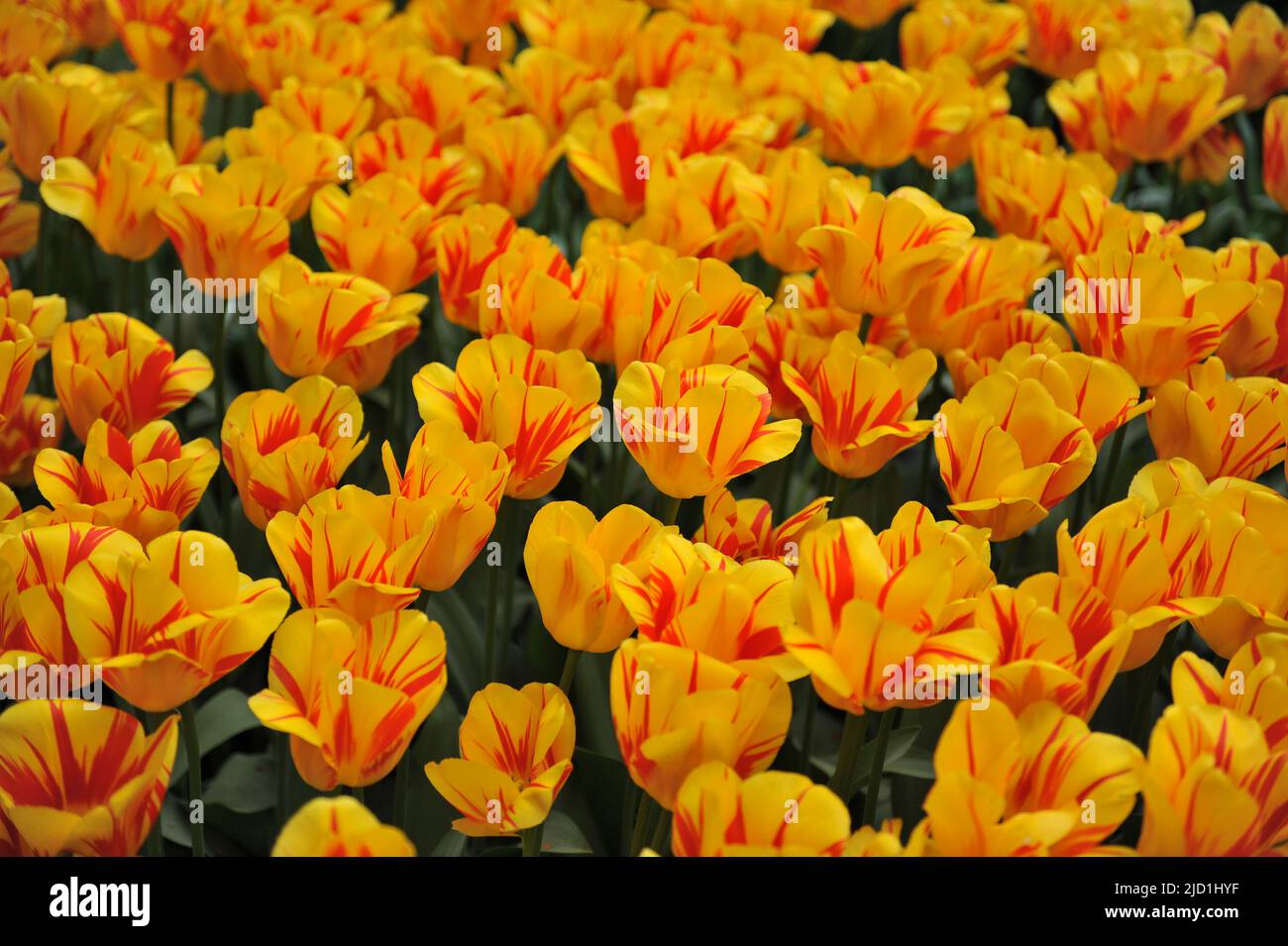 Yellow and red Darwin Hybrid tulips (Tulipa) Olympic Flame bloom in a