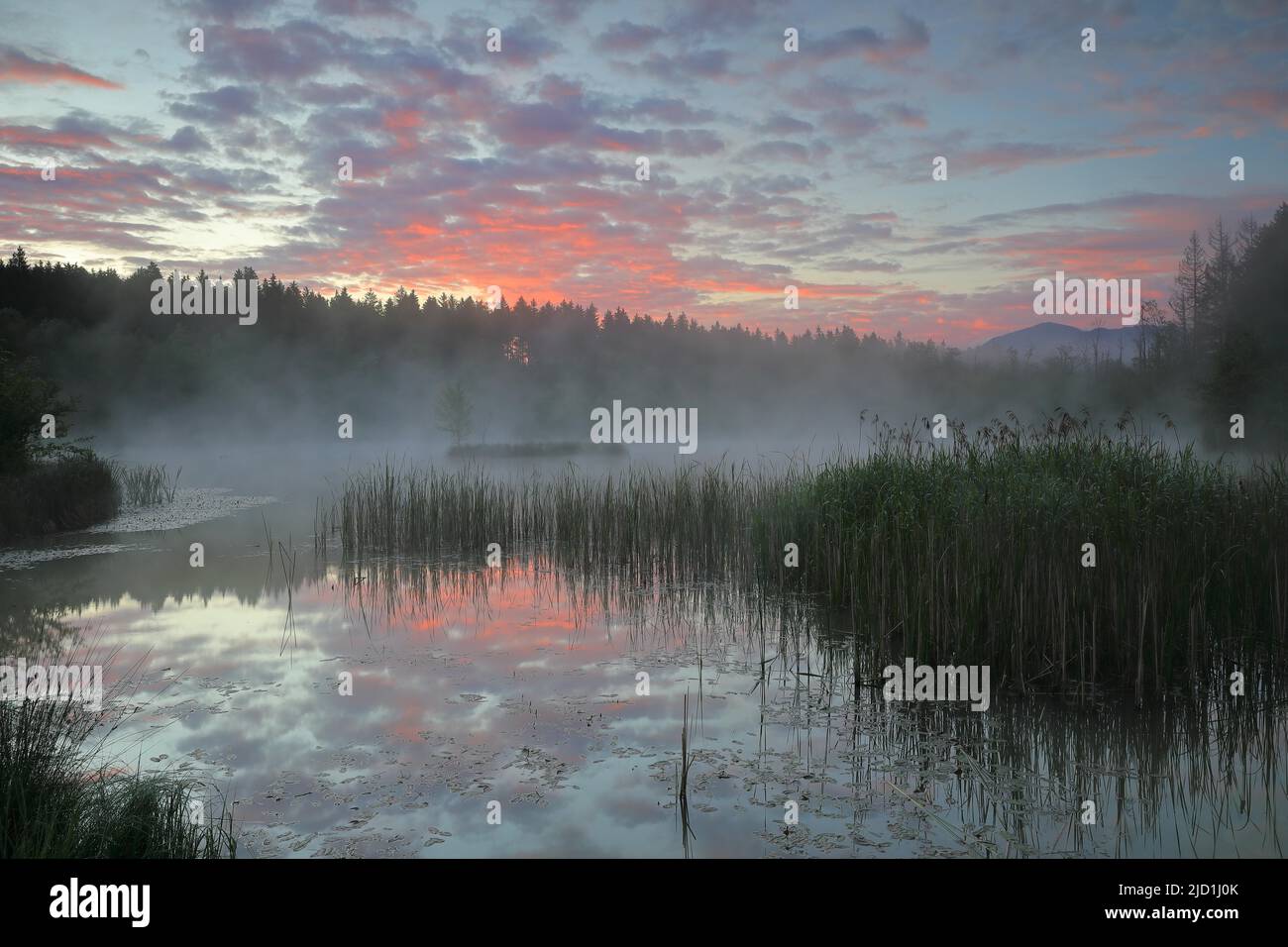 Moorland lake with morning glow, fog, common reed (Phragmites australis), birch (Betula), birch family (Betulaceae), mixed forest, Murnauer moss Stock Photo