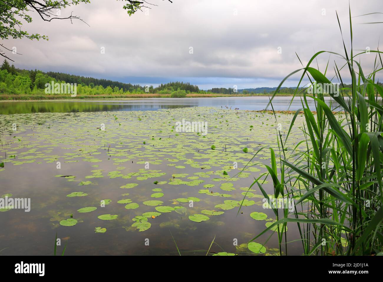 Yellow water-lily (Nuphar lutea), water lily family (Nymphaeaceae), lake, mixed forest, Maisacher Seen, Poecking, Upper Bavaria, Bavaria, Germany Stock Photo