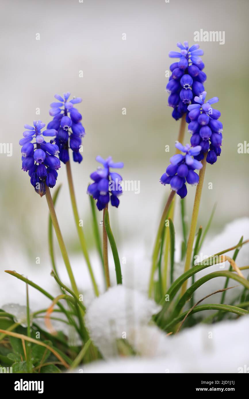 Grape hyacinth (Muscari dolichanthum) in snow, Asparagaceae spring, Krauchenwies, Upper Danube nature Park, Baden-Wuerttemberg, Germany Stock Photo