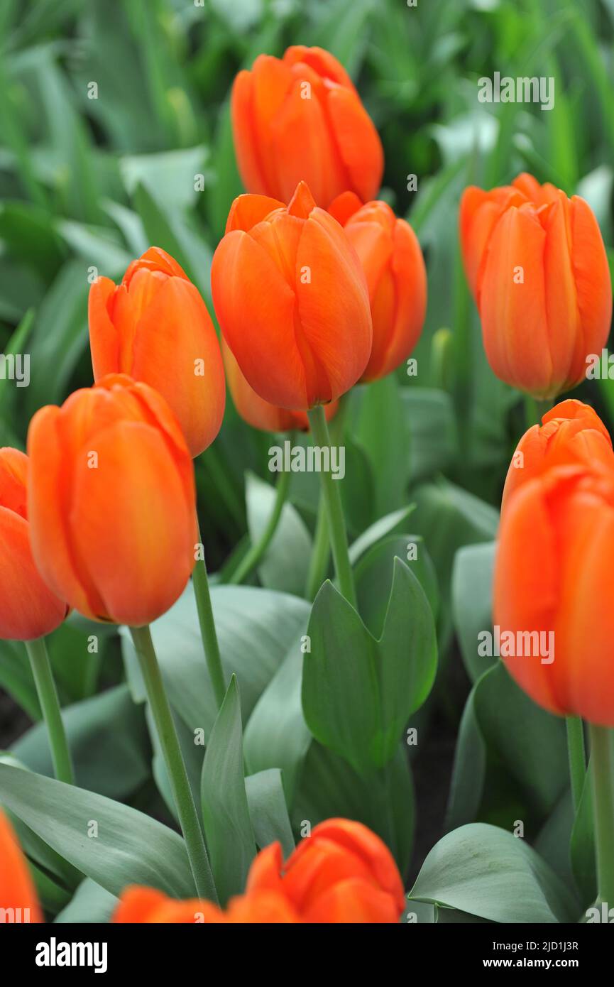 Darwin Hybrid tulips (Tulipa) Orange Balloon bloom in a garden in April Stock Photo