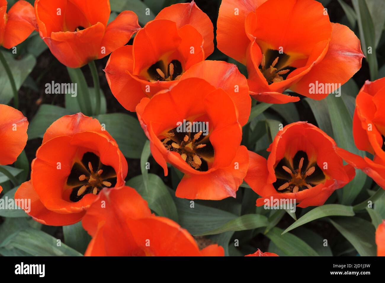Greigii tulips (Tulipa) Orange Elite bloom in a garden in April Stock Photo