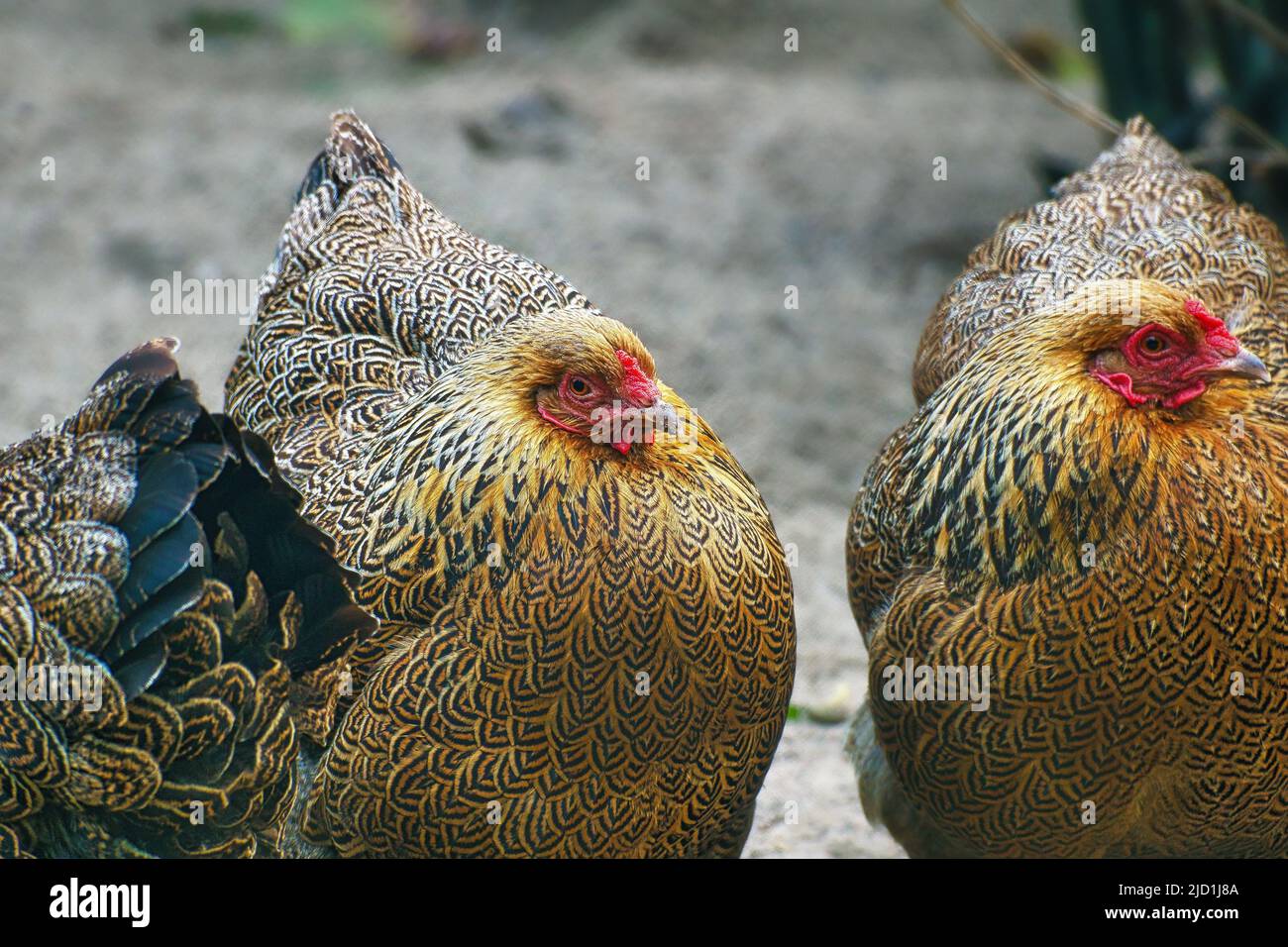 Hen on a farm looking for food. The free-living birds scratching on the ground. Animal photo of a bird Stock Photo