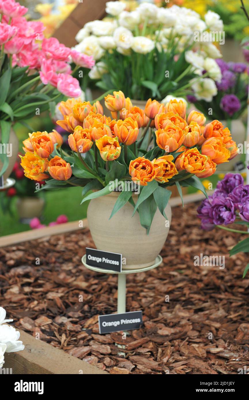 A bouquet of peony-flowered Double Late tulips (Tulipa) Orange Princess on an exhibition in May Stock Photo