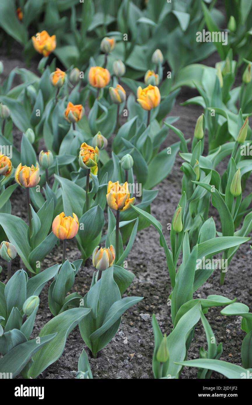 Peony-flowered Double Late tulips (Tulipa) Orange Princess bloom in a garden in March Stock Photo