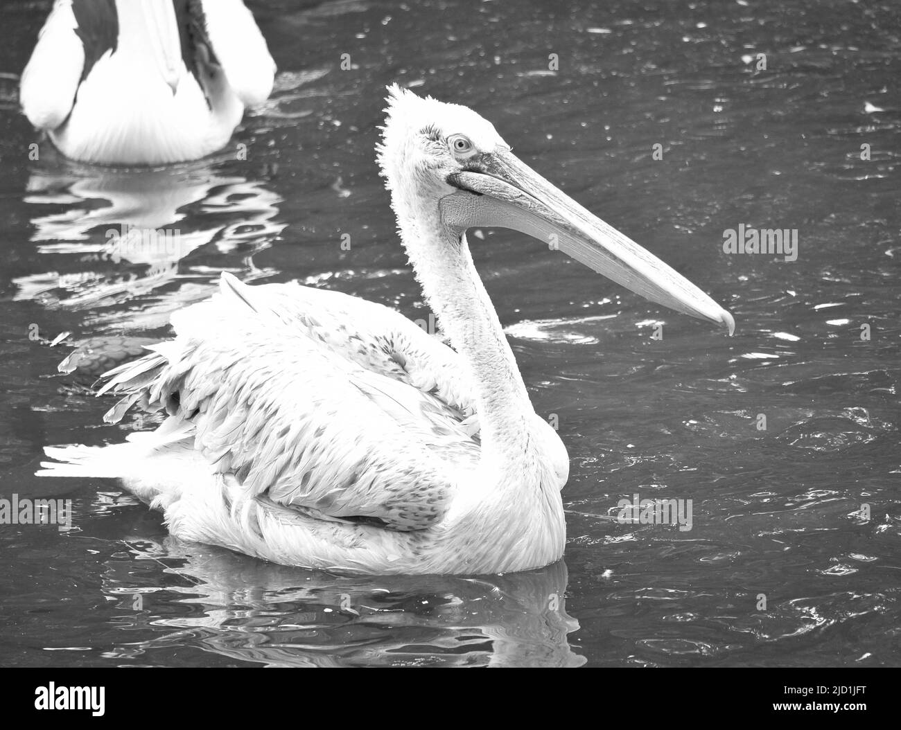 Pelican black and white, swimming in the water. White gray plumage, large beak, at a large sea bird. Animal photo Stock Photo