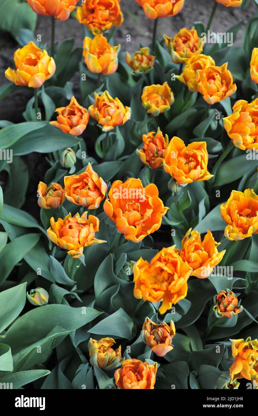 Peony-flowered Double Late tulips (Tulipa) Orange Princess bloom in a garden in April Stock Photo