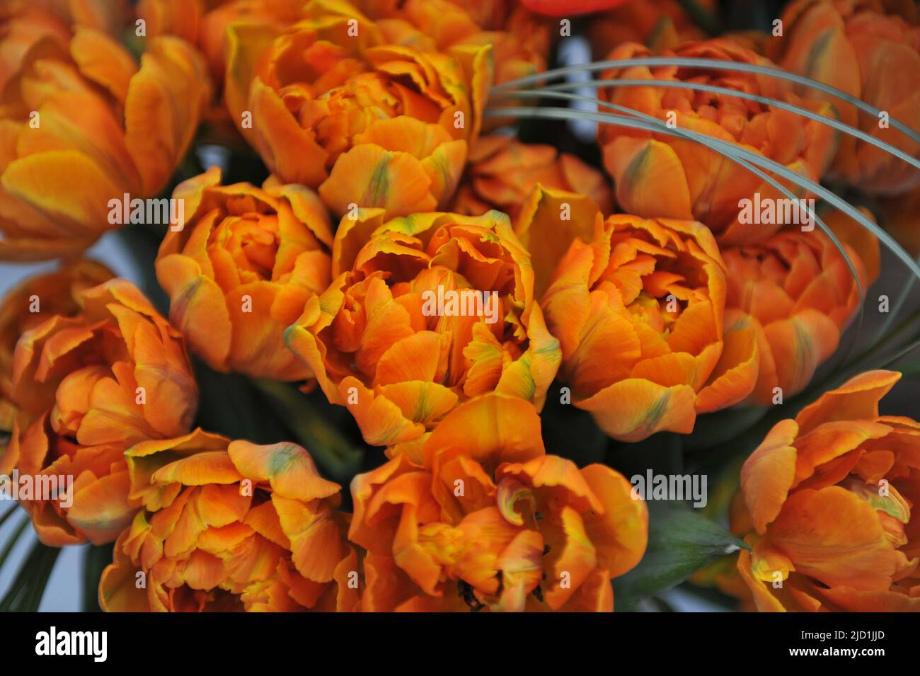 A bouquet of peony-flowered Double Late tulips (Tulipa) Orange Princess in a garden in April Stock Photo