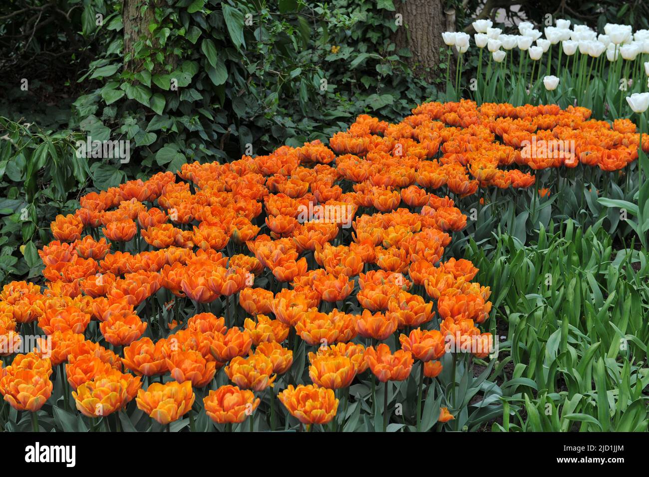 Peony-flowered Double Late tulips (Tulipa) Orange Princess bloom in a garden in April Stock Photo