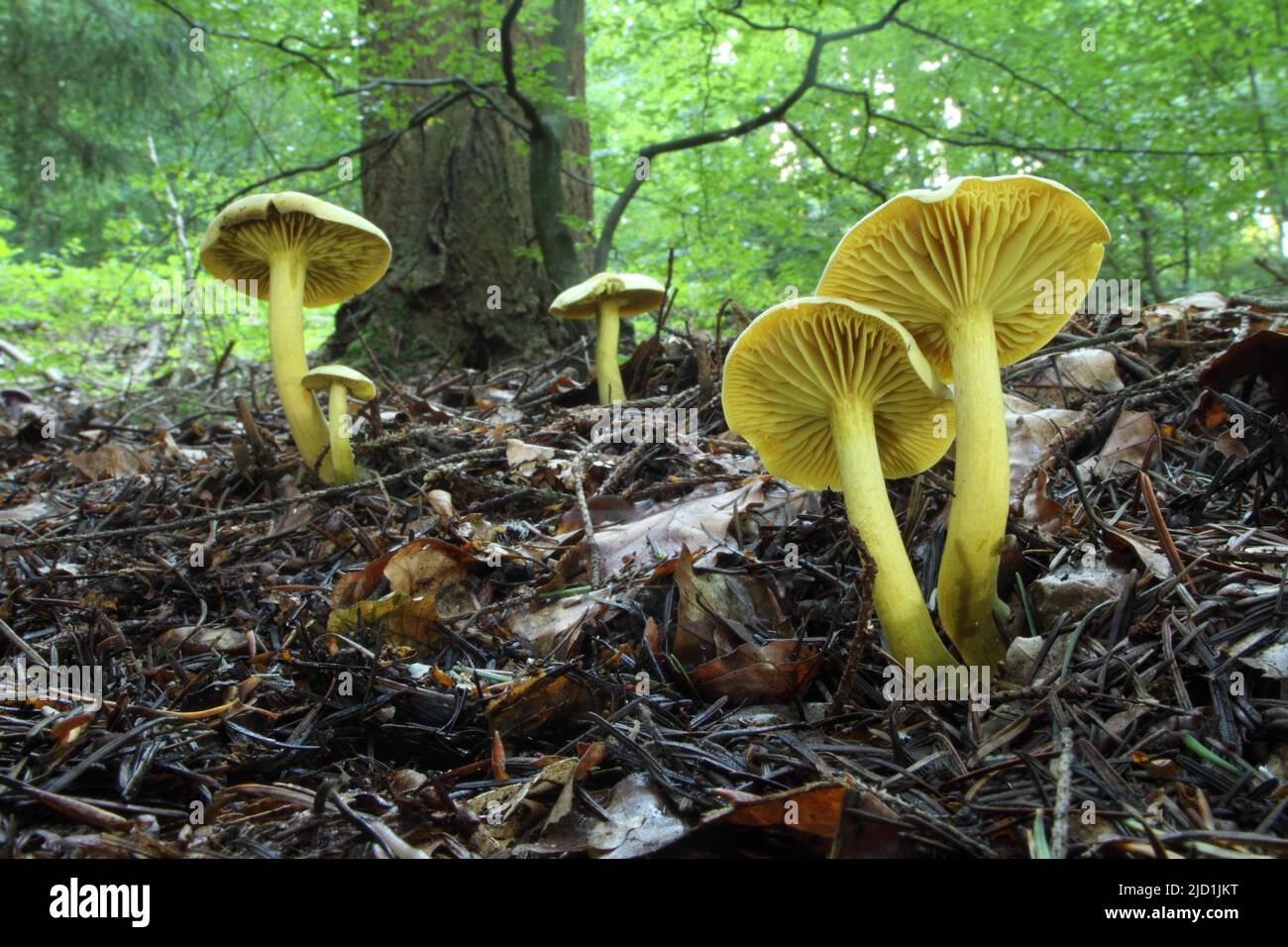 A group of Sulphur Knightlings (Tricholoma sulphureum) in the Taunus, Hesse, Germany Stock Photo