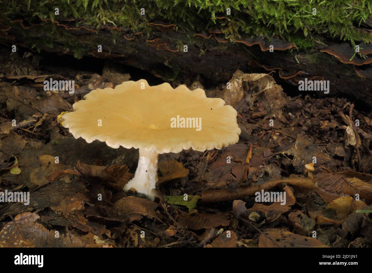 Funnel (Clitocybe costata) with wavy cap in Eppstein, Taunus, Hesse, Germany Stock Photo