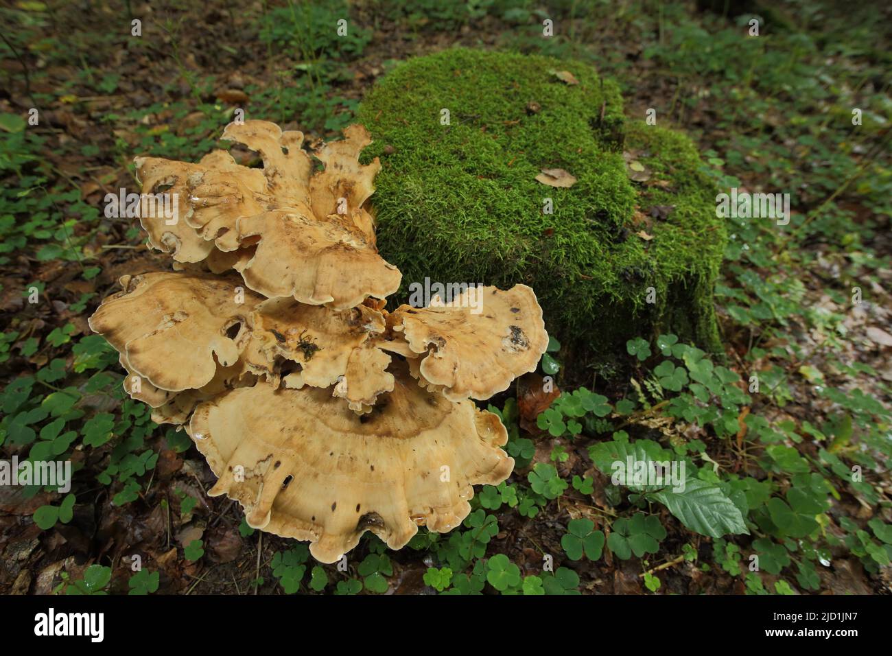 Giant porling (Meripilus giganteus) on a mossy tree stump in Eppstein ...