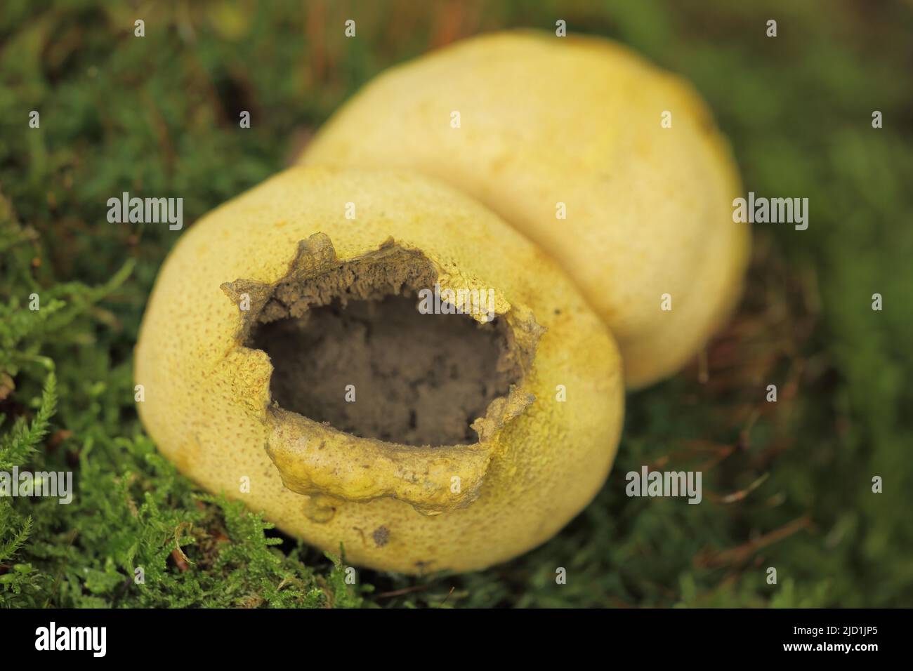 Thin-shelled potato bovist (Scleroderma verrucosum) with hole through opened shell in Eppstein, Taunus, Hesse, Germany Stock Photo
