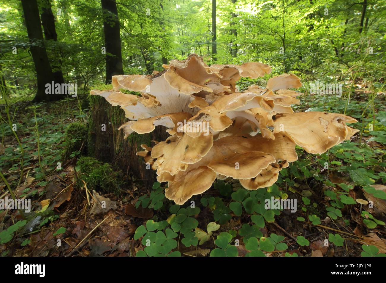 Giant porling (Meripilus giganteus) on a dead tree trunk in forest in ...