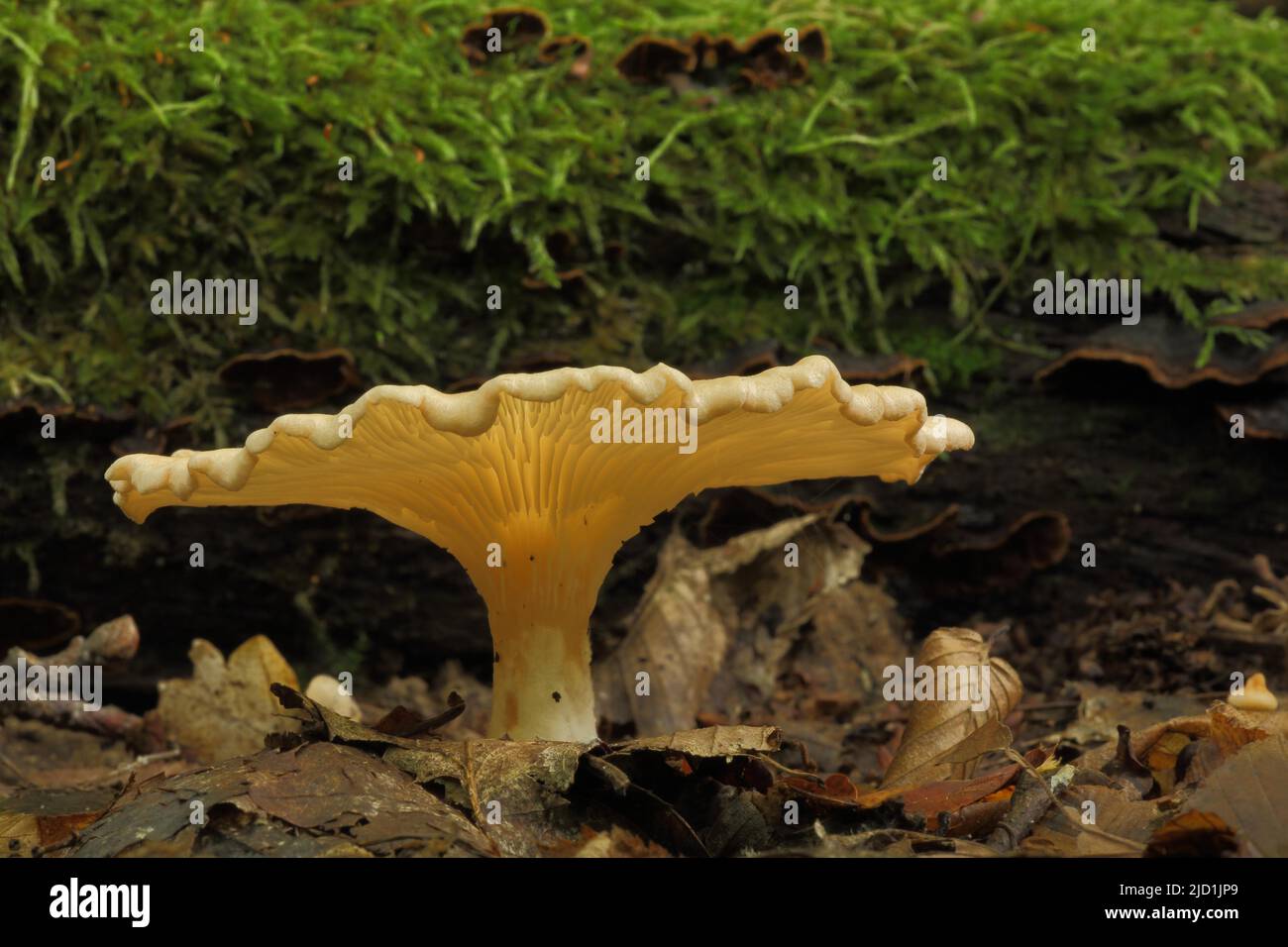 Funnel (Clitocybe costata) in Eppstein, Taunus, Hesse, Germany Stock Photo