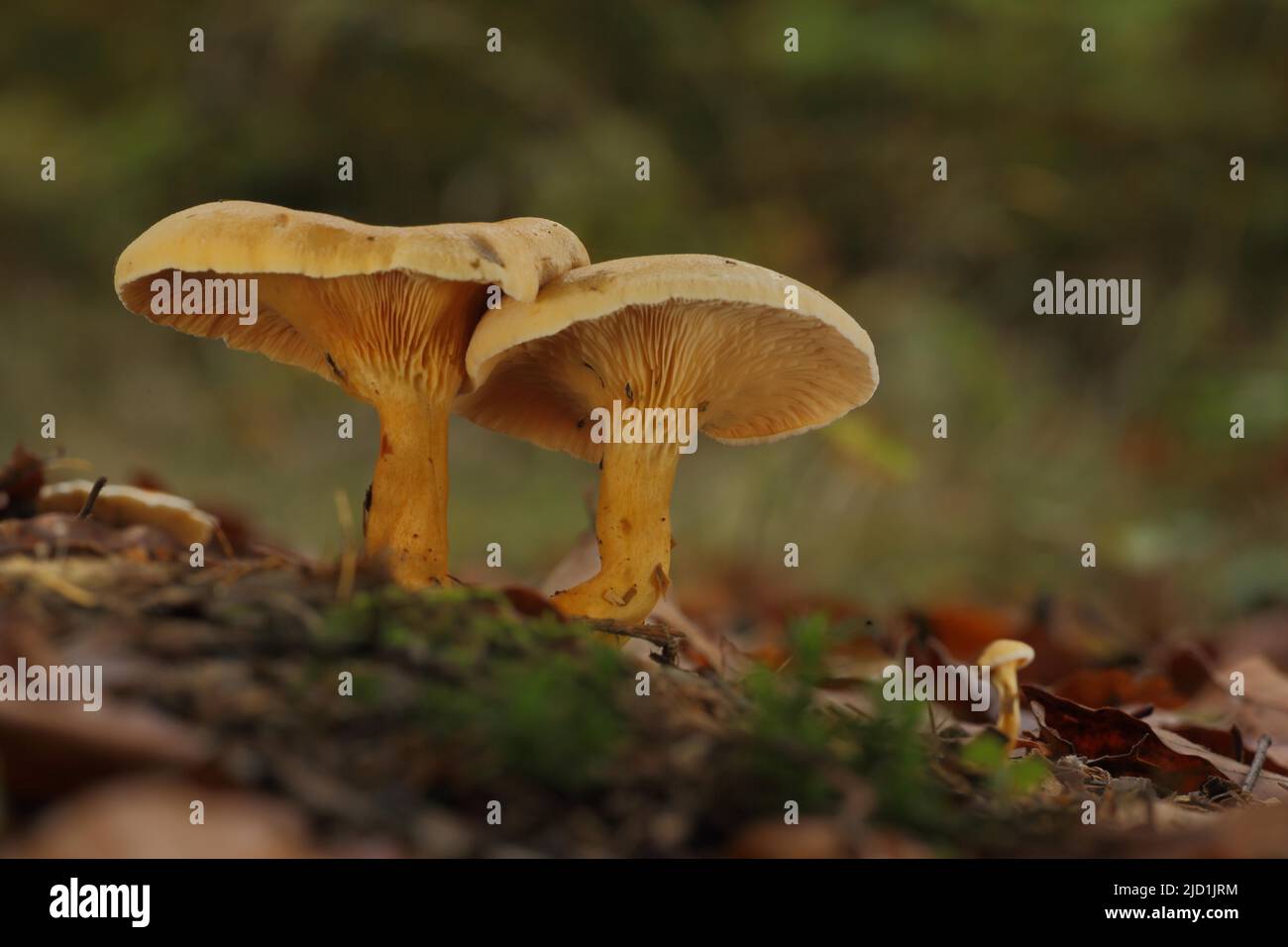 Two False Chanterelles (Hygrophoropsis aurantiaca) and young