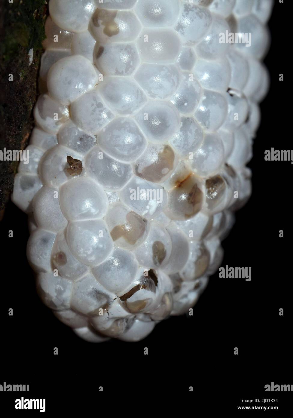 close up of a Praying Mantid Ootheca insect egg mass hanging from a