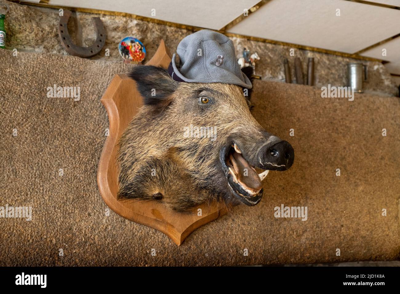 A mounted Wild Boars head hangs on a wall in a bar in Huelgoat, Brittany, France. Stock Photo