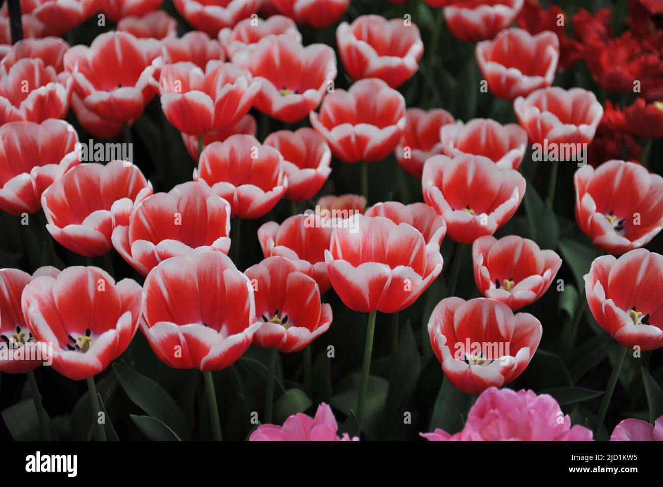 Red with white edges Triumph tulips (Tulipa) Outfit bloom in a garden