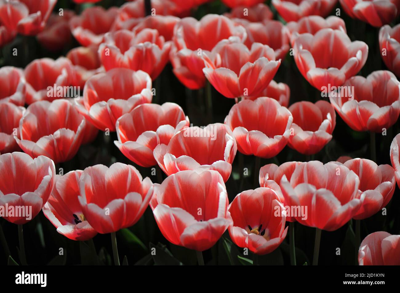 Red with white edges Triumph tulips (Tulipa) Outfit bloom in a garden in March Stock Photo