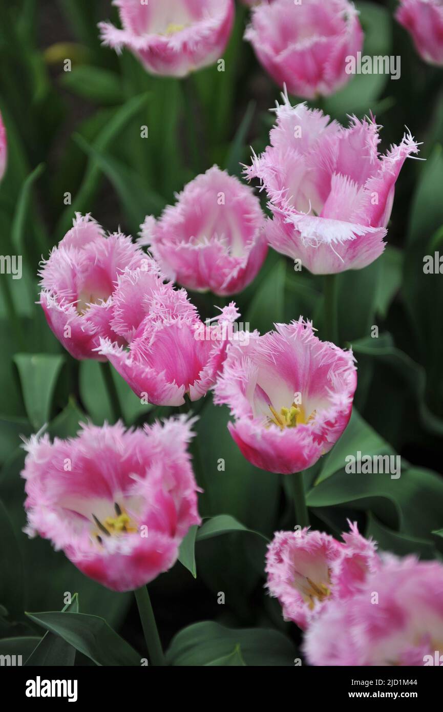 Pink And White Fringed Tulips Tulipa Oviedo Bloom In A Garden In pink-and-white-fringed-tulips-tulipa-oviedo-bloom-in-a-garden-in