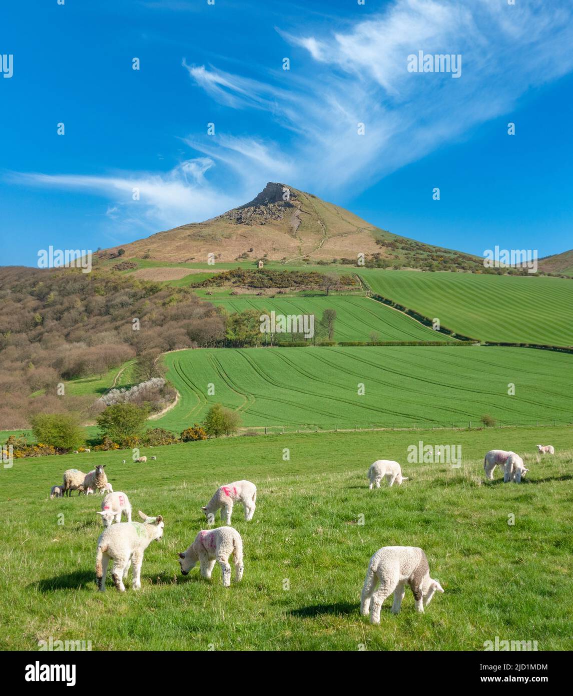 Sheep and lambs in field with Roseberry Topping in background. North York Moors National Park, North Yorkshire, England. UK Stock Photo
