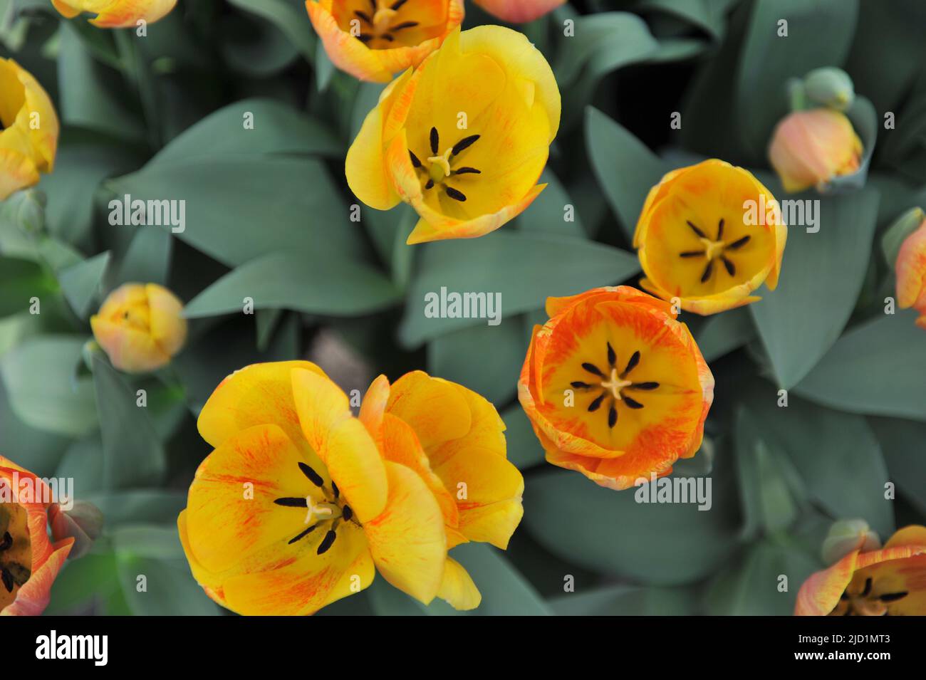 Orange Darwin Hybrid tulips (Tulipa) Paintbrush bloom in a garden in March Stock Photo