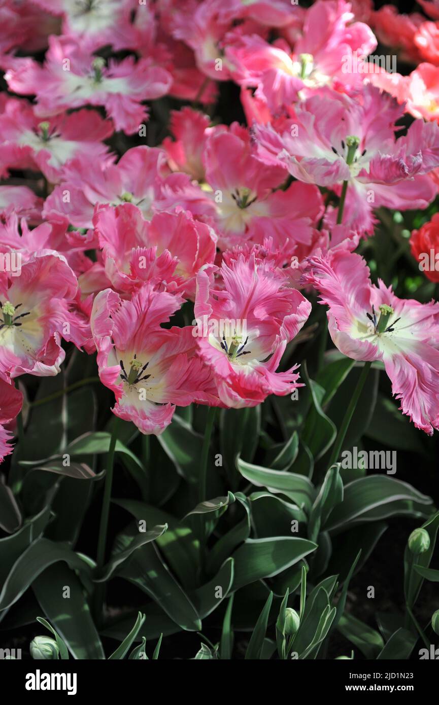 Pink and white parrot tulips (Tulipa) Parkiet New Design with variegated leaves bloom in a garden in March Stock Photo