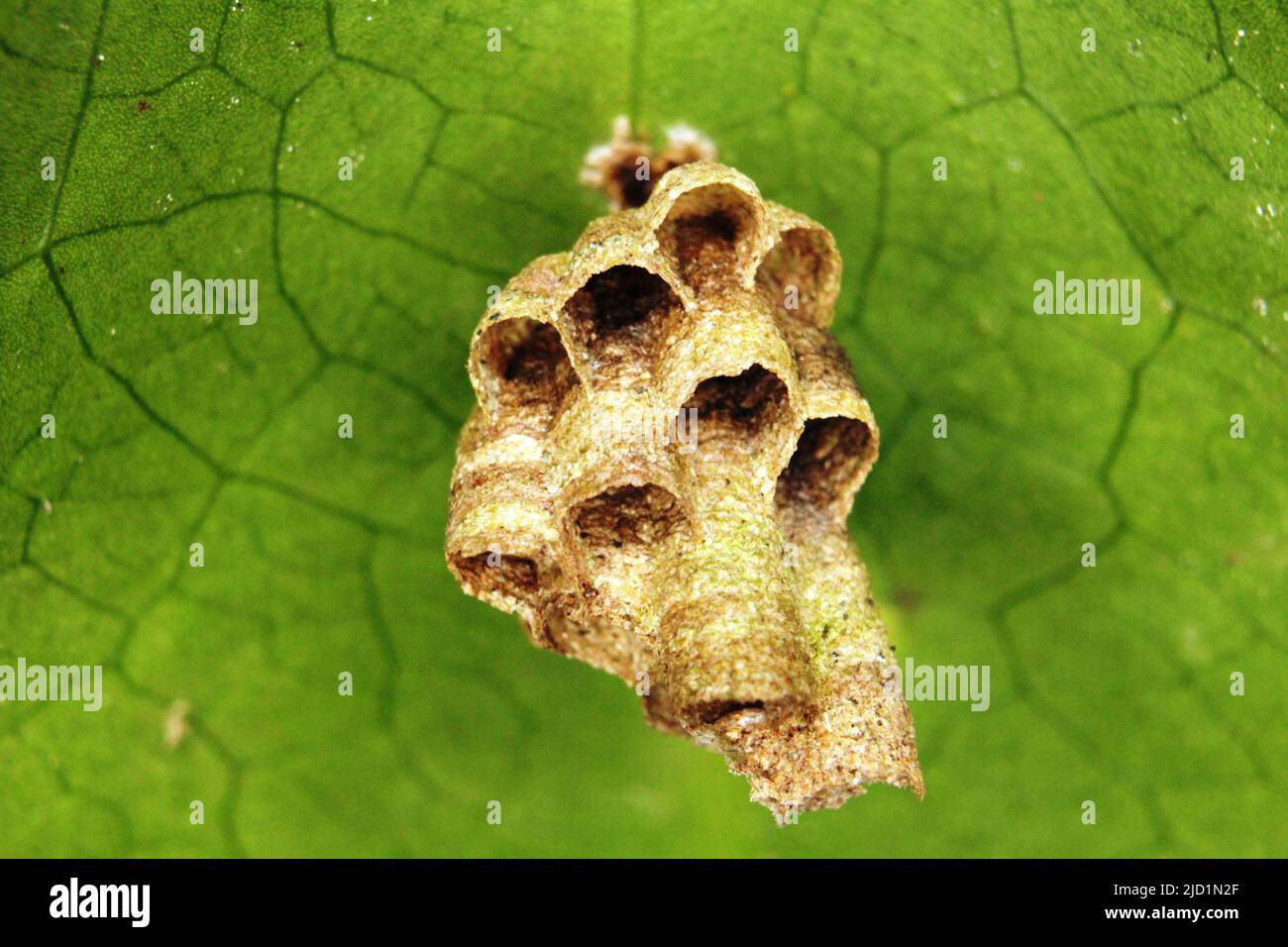 Paperwasp nest hanging from a green leaf from the jungles of Belize