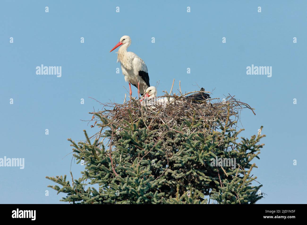 Pair of white storks in the nest during the breeding season, the female sits on the brood and the male stands at the edge of the nest, spring, Oetwil Stock Photo