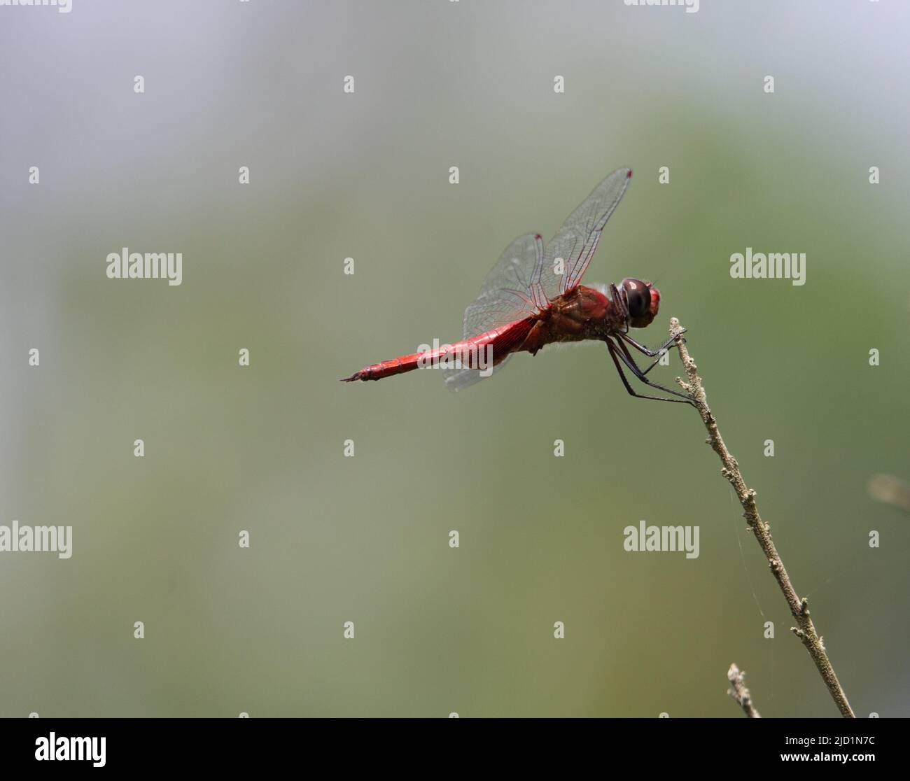 red dragonfly resting on a branch with natural green background Stock Photo